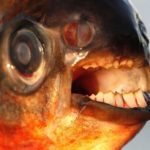 Government ‘should subsidise energy efficiency over renewables and give Esos teeth’