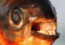 Government ‘should subsidise energy efficiency over renewables and give Esos teeth’