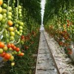 Flexitricity: Fruitful returns from CHP plants in the Balancing Mechanism