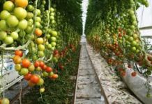 Flexitricity: Fruitful returns from CHP plants in the Balancing Mechanism
