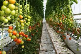 Flexitricity: Fruitful returns from CHP plants in the Balancing Mechanism