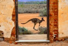 “What’s that, Skippy? You’ve bought 187MW of batteries in Scotland & Southern England? So no-one’s trapped down a gold mine?”