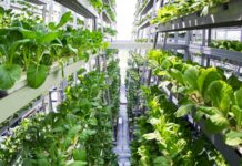 Towering in-farm-o: V-FAST gorges on vertical feast