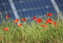 Graze expectations: Birds, bees, bugs & biodiversity bigged up in new solar guide