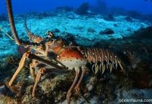 Lobsters magnetised by power cables? Scientists wave their meters