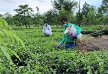 Scaling carbon removal in India’s tea estates