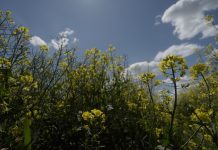 PepsiCo and Soil Capital partner to scale regenerative agriculture