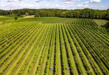 From grape to grid – hundreds benefit from village power upgrade