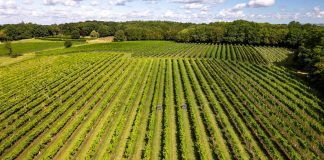 From grape to grid – hundreds benefit from village power upgrade