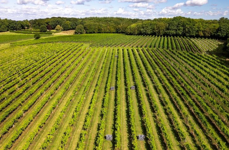 From grape to grid – hundreds benefit from village power upgrade