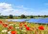 Great North Road Solar and Biodiversity Park receives development consent